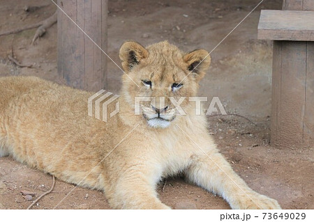 猛獣 動物 強い ライオンの写真素材