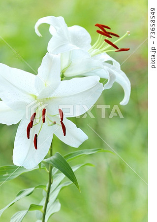 カサブランカ 花の写真素材