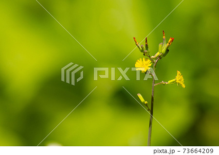 黄色い花の写真素材