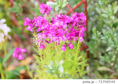 小花 花 ピンク 春の写真素材