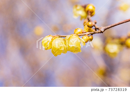 中国原産 花 自然の写真素材