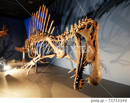 魚骨格標本の写真素材