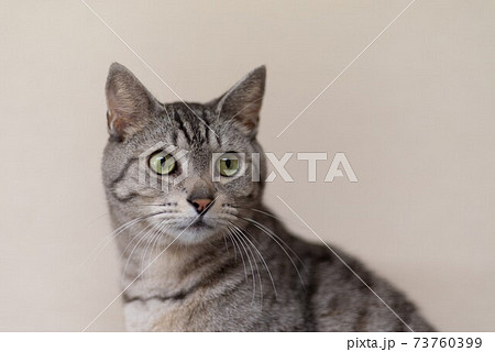 サバネコの写真素材