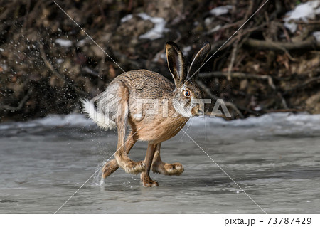 うさぎ ウサギ 雪 はねるの写真素材