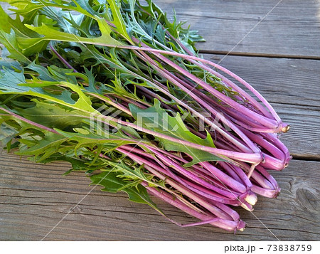 ミズナ 紫水菜 冬野菜 葉物野菜 紫色の写真素材