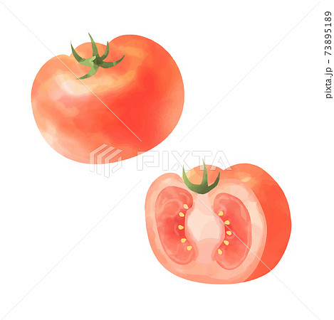 トマト断面のイラスト素材