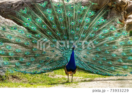 ピーコック 鳥の写真素材