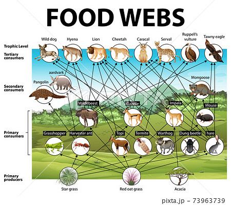 食物連鎖のイラスト素材
