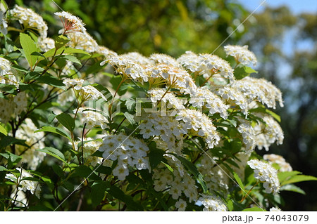 コデマリの写真素材