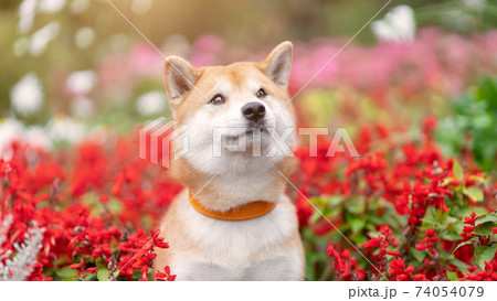 犬 柴犬 首輪 黄色の写真素材