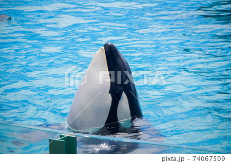 海のギャングの写真素材