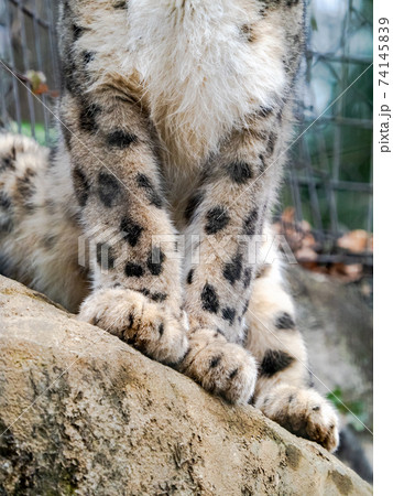 ユキヒョウ 野生 雪豹 豹の写真素材