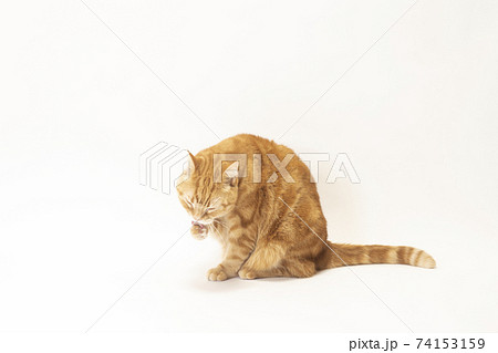茶色い猫の写真素材