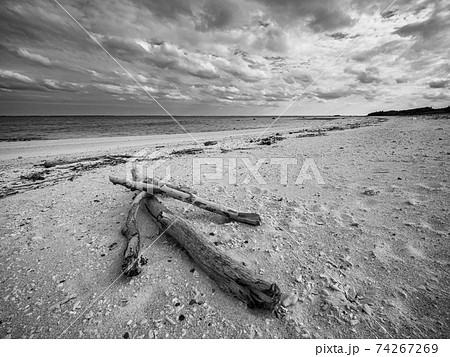 海 砂浜 浜辺 倒木の写真素材