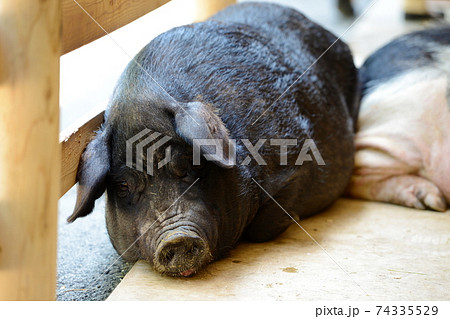 動物 豚 黒豚 寝るの写真素材