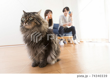 長毛種 猫 ネコ 雑種の写真素材