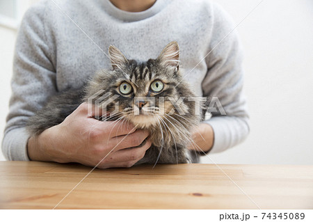 長毛種 猫 ネコ 雑種の写真素材