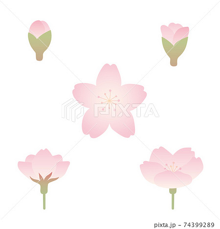 桜の蕾のイラスト素材