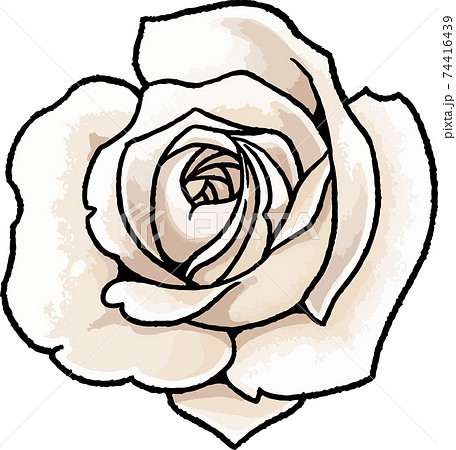 薔薇 バラ 花 線画のイラスト素材 - PIXTA