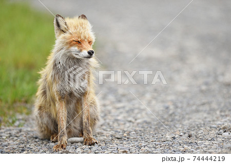 キタキツネ 動物 座る 狐の写真素材