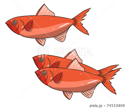 えらのイラスト素材