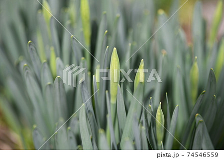 緑の細長い葉の写真素材 - PIXTA