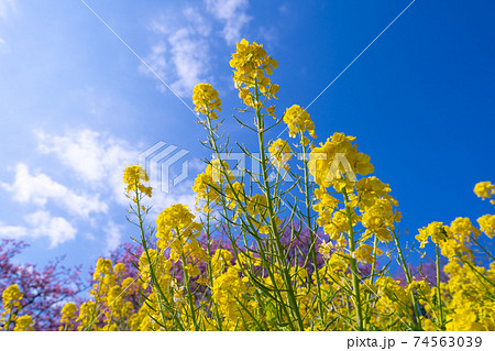 川津 花の写真素材