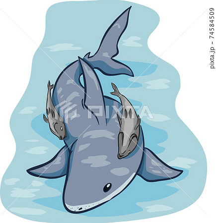 コバンザメのイラスト素材