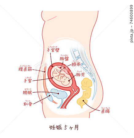 胎盤のイラスト素材