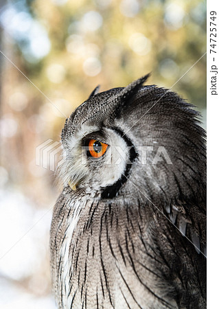 フクロウの写真素材集 ピクスタ