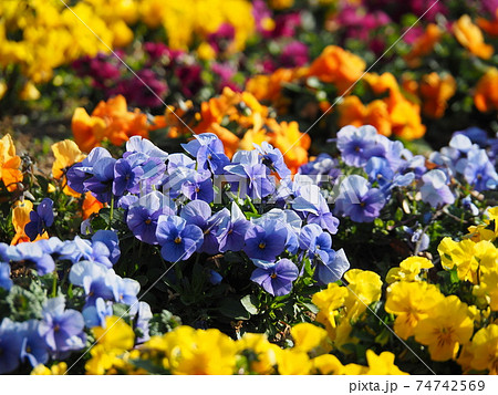 水色 花畑 オレンジ色 紫色の写真素材