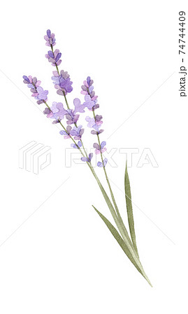ラベンダーの水彩画のイラスト素材 [74744409] - PIXTA