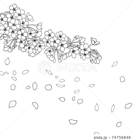 モノクロ 白黒 桜 吹雪のイラスト素材