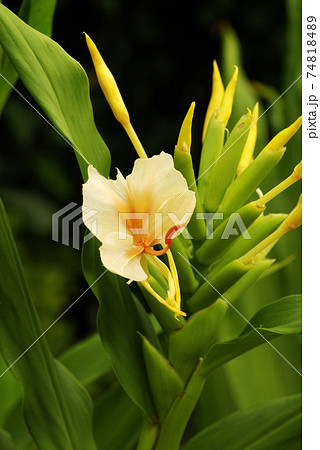 花 ジンジャー 植物 生姜の写真素材