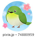 ワンポイントに！シンプルなメジロと桜のイラスト素材 [73433438] - PIXTA
