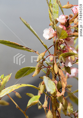 種 ホウセンカ 植物 実の写真素材