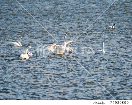 白鳥の羽ばたきの写真素材