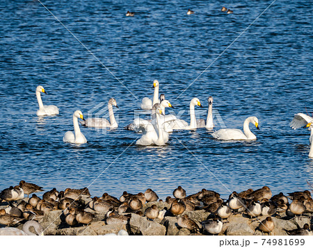 白鳥の羽ばたきの写真素材