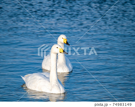 白鳥の湖の写真素材