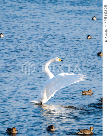 白鳥の羽ばたきの写真素材