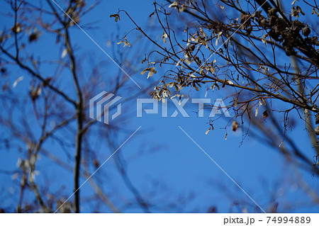 タケコプターの写真素材 Pixta