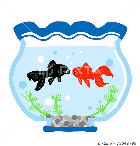 金魚 金魚鉢 かわいい 魚のイラスト素材