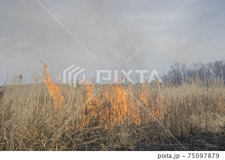 森林火災の写真素材