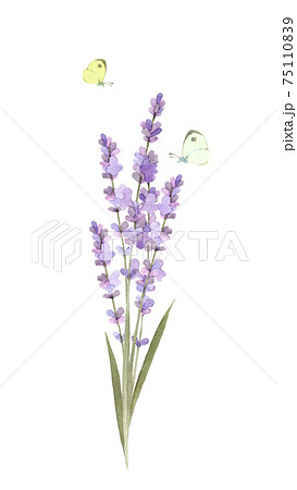 ラベンダーのイラスト素材集 ピクスタ