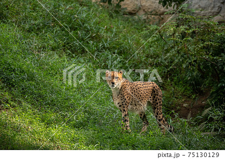 動物園 かっこいい チーター 多摩動物園の写真素材