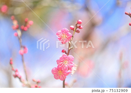 百花繚乱 梅の花の写真素材