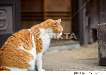 威嚇 怒る 動物 猫の写真素材