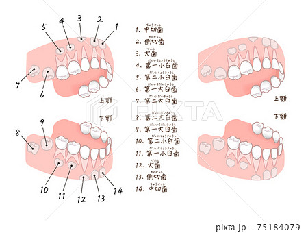 下顎犬歯のイラスト素材
