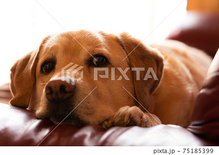 盲導犬 介助犬 補助犬 聴導犬の写真素材