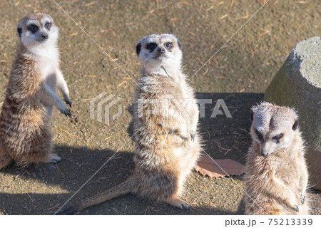 動物 陸上動物 ミーアキャット 振り向きの写真素材